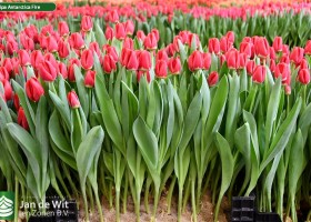 Tulipa Antarctica Fire ® (1)